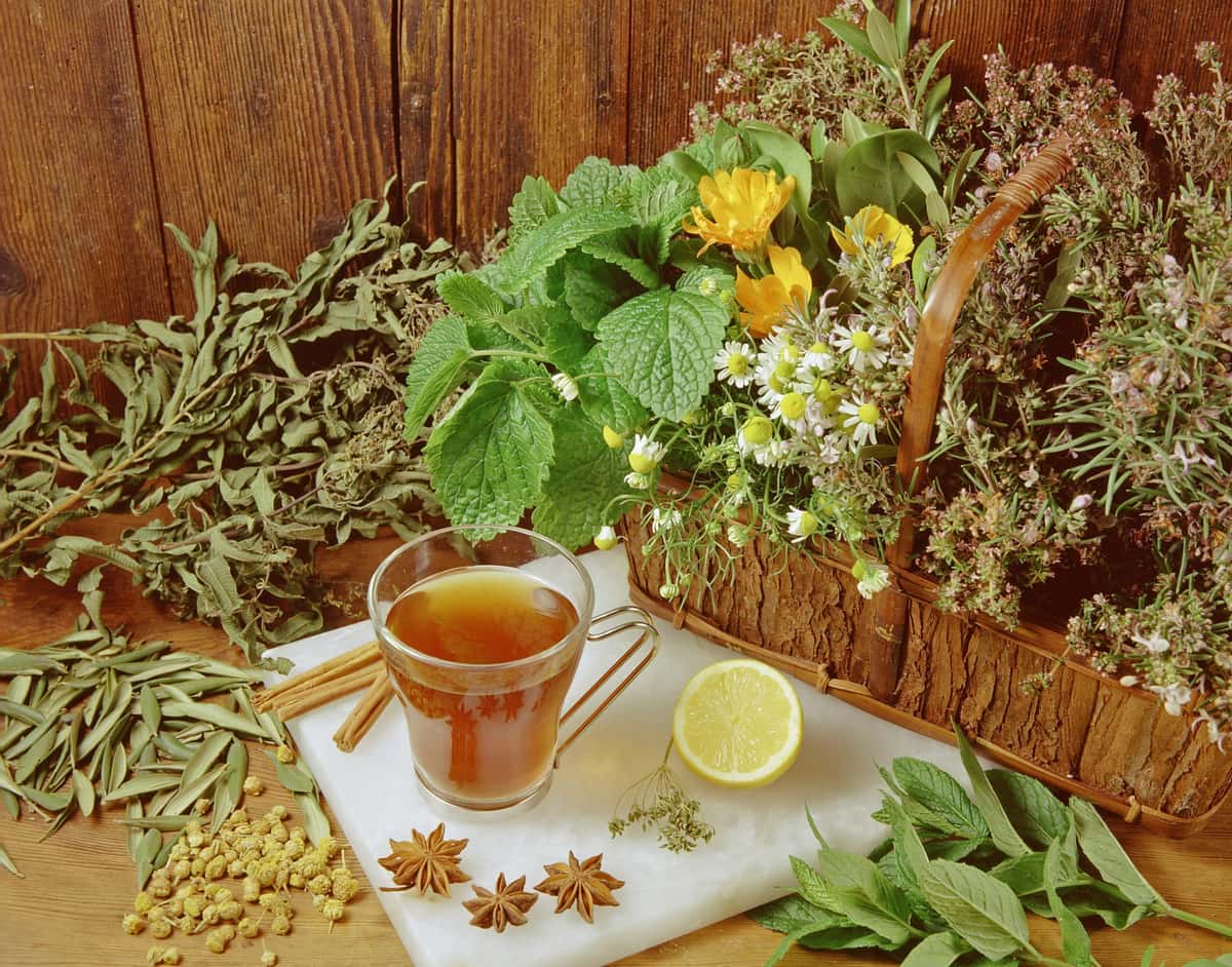 Infusiones para la Tos: 7 Tés que Alivian Rápido